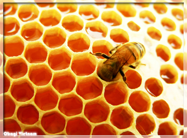 Mật ong tổ